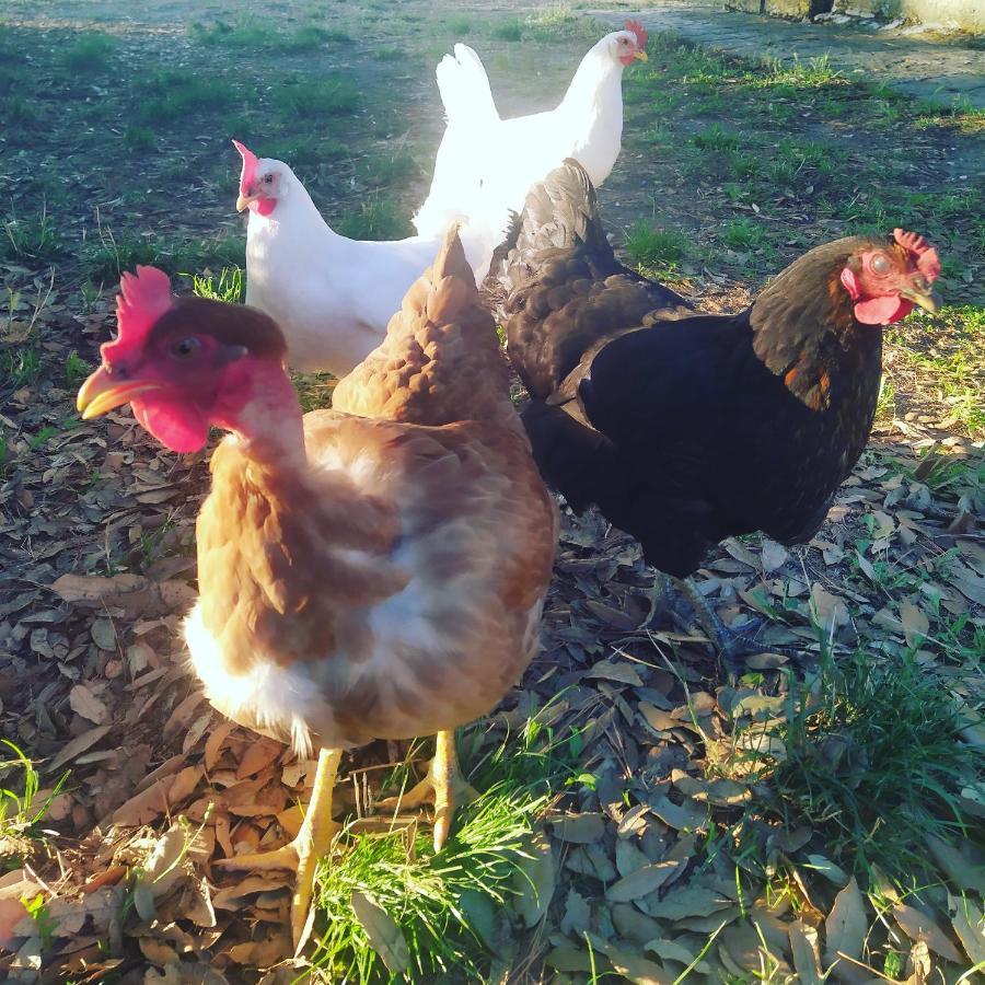 Agriturismo La Villetta San Lorenzo Nuovo エクステリア 写真